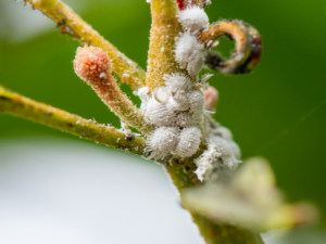 ZOOLOGIA E ENTOMOLOGIA AGRÍCOLA